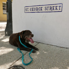 Dog Leash